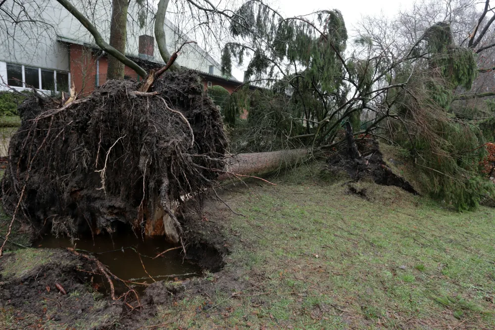 Downed Tree & Branch Removal