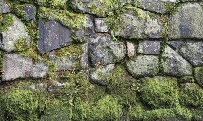 moss-WWC
